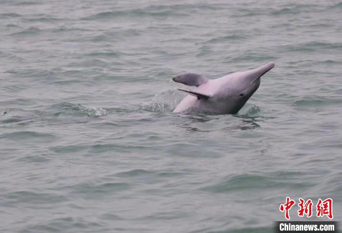 廣西最長跨海大橋與“海上森林”同在 大工業與白海豚共存